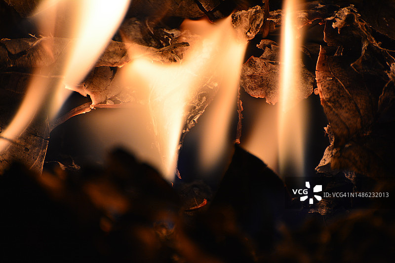 燃烧干燥树叶的红色火焰特写图片素材