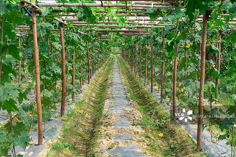 农场上充满活力的丝瓜藤蔓图片素材