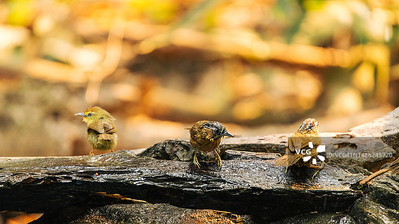 野生食虫鸟图片素材