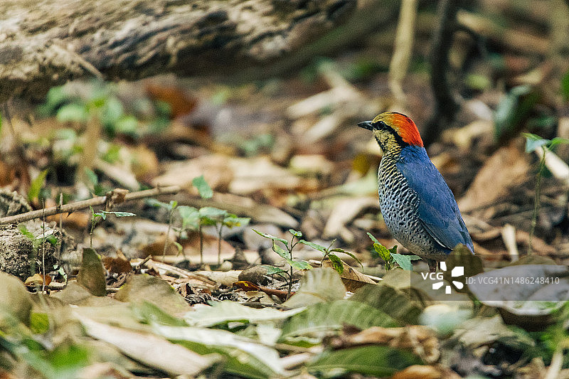 蓝八色鸫图片素材