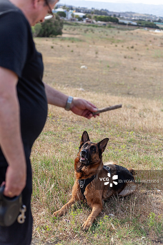 男子在田野里训练他的德国牧羊犬图片素材