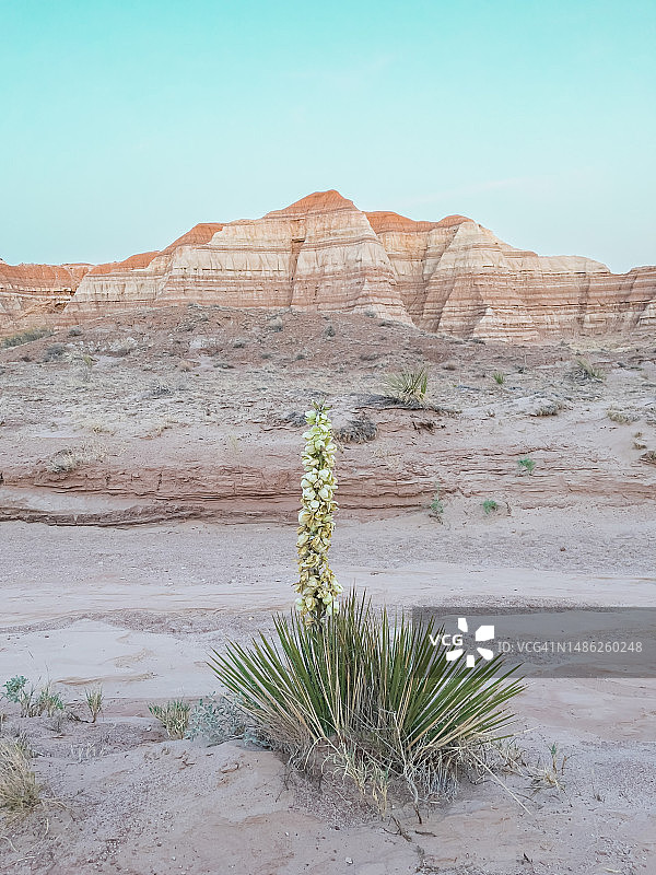 柔和色调沙漠中的野生丝兰植物图片素材