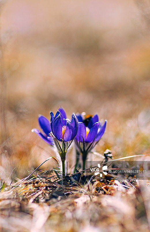 初春山间林地中的白头翁图片素材