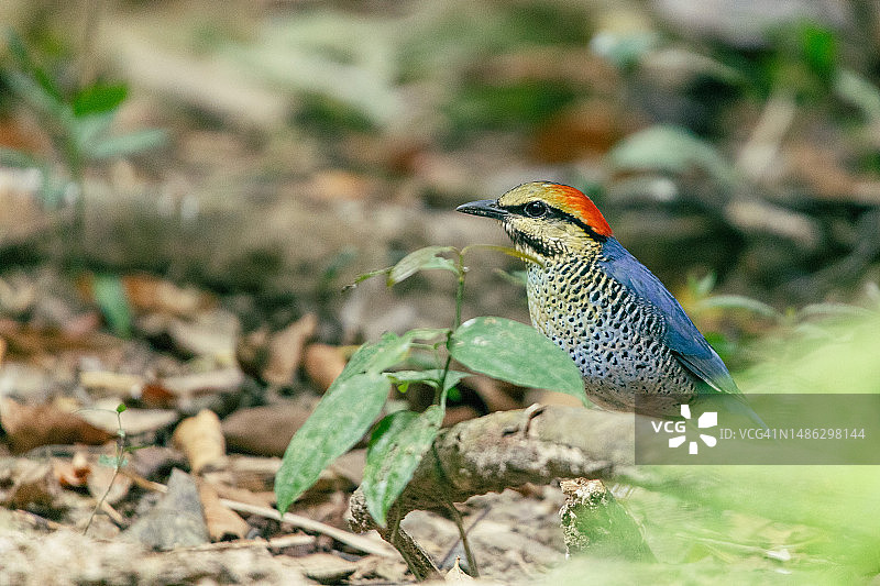 蓝八色鸫图片素材