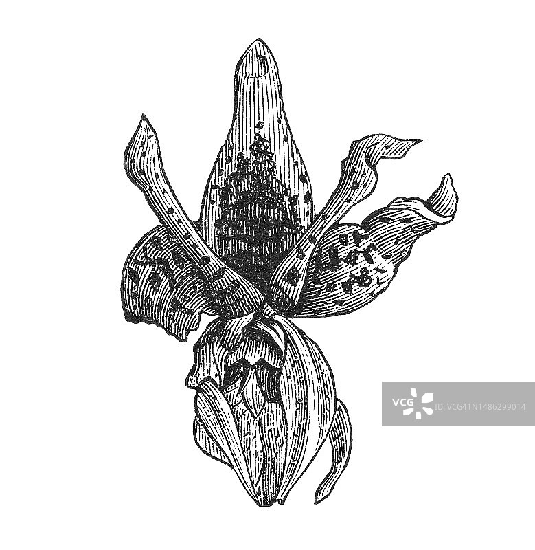 旧版雕刻插图： Stanhopea，一种来自中美洲和南美洲的兰科植物图片素材