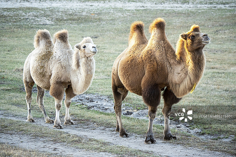 两匹骆驼图片素材