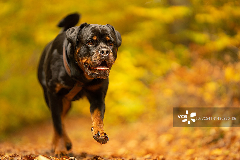 秋季森林中奔跑的罗威纳犬图片素材