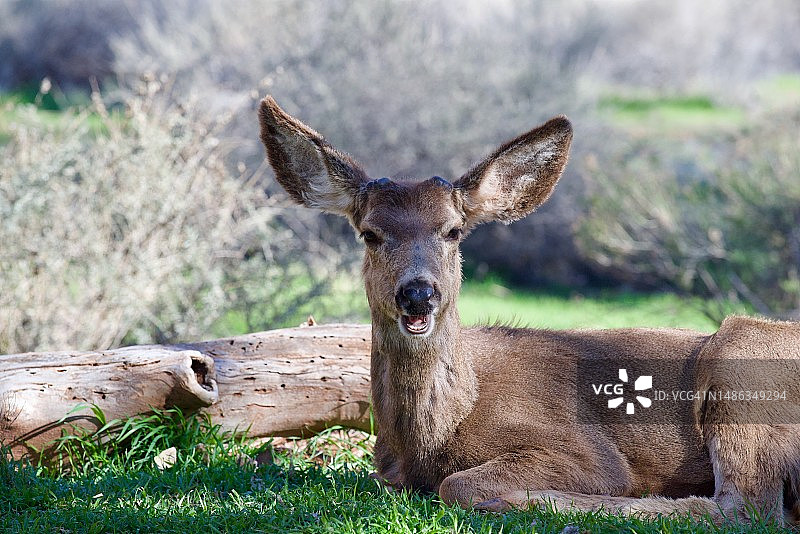 锡安国家公园图片素材
