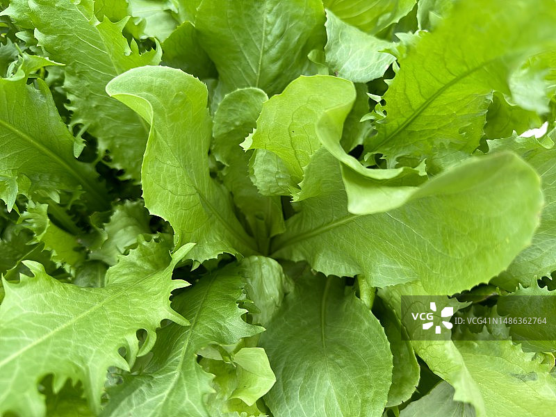 蔬菜莴苣图片素材