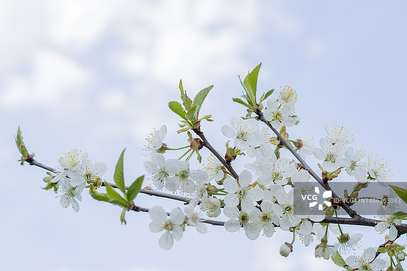 鲜花盛开的春天背景图片素材