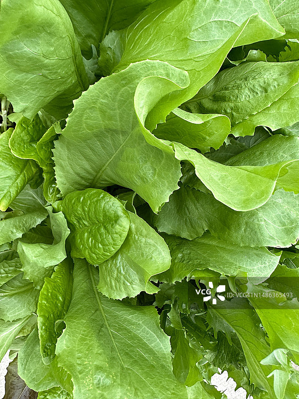 罗马生菜图片素材