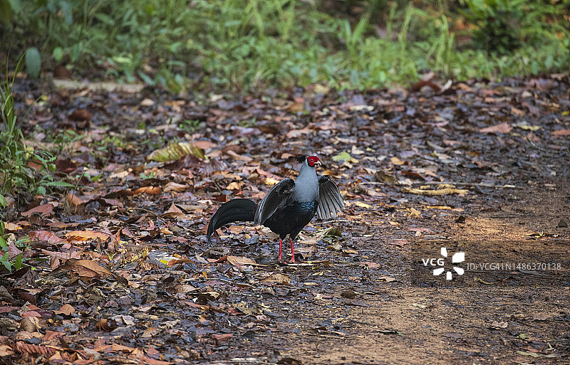 红腹锦鸡展示图片素材