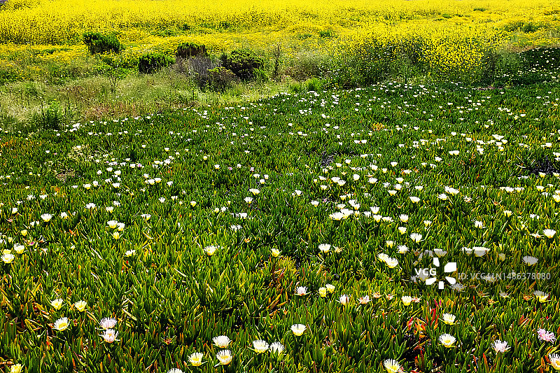 白色冰叶日中花图片素材