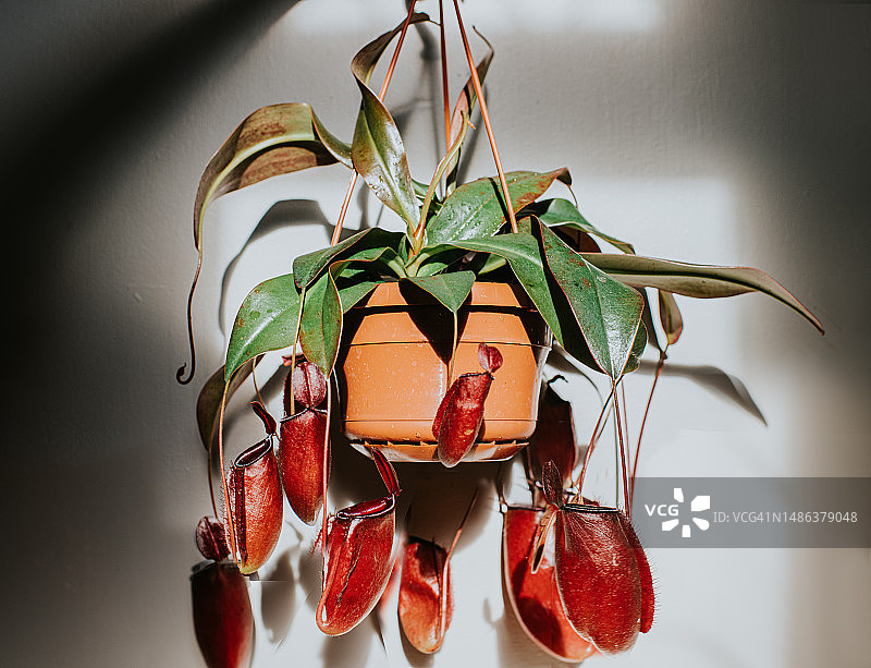 一株健康的猪笼草图片素材