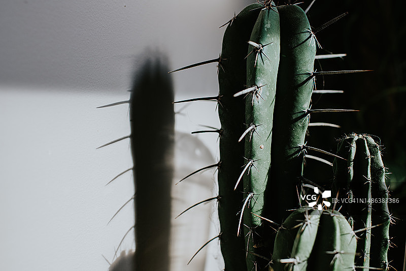 仙人掌植物特写图片素材