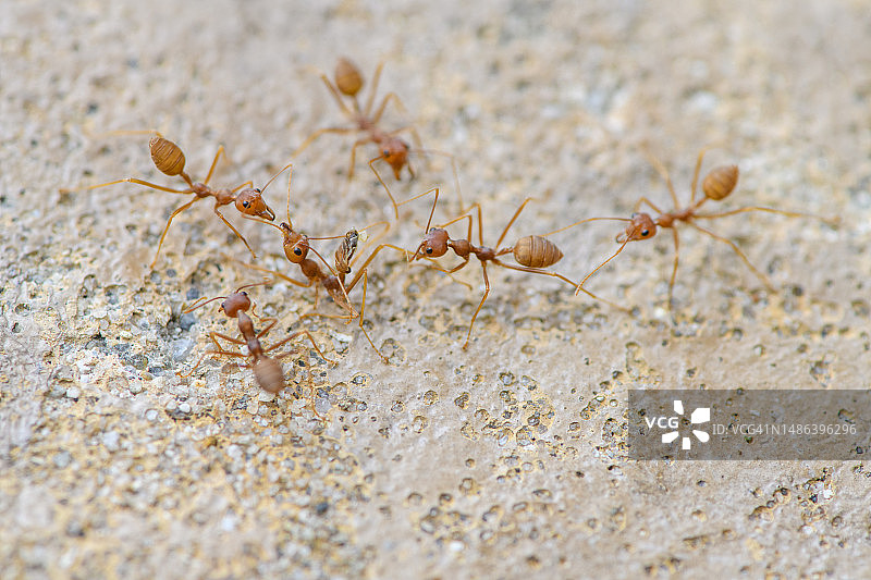黄猄蚁搬运死去的同伴图片素材