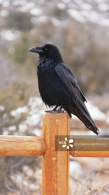 冬季自然背景下，乌鸦栖息在木头上的特写图片素材