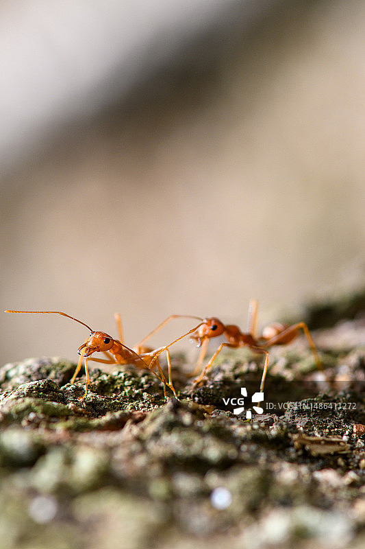 红蚂蚁在树上守护巢穴图片素材