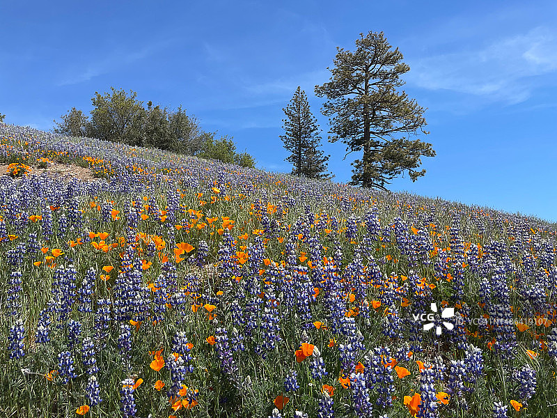 有树木的野花草甸图片素材