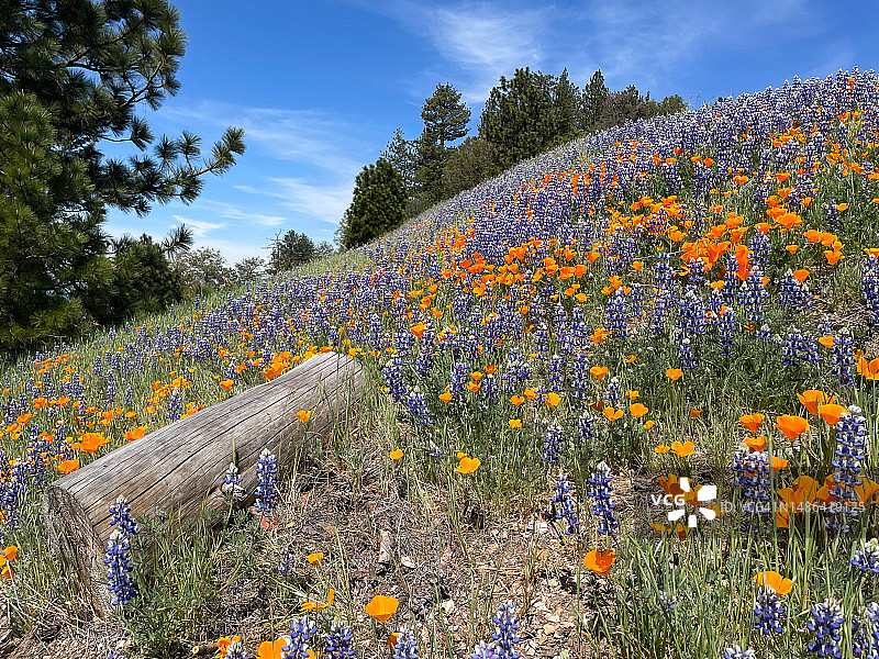 草地上的原木图片素材