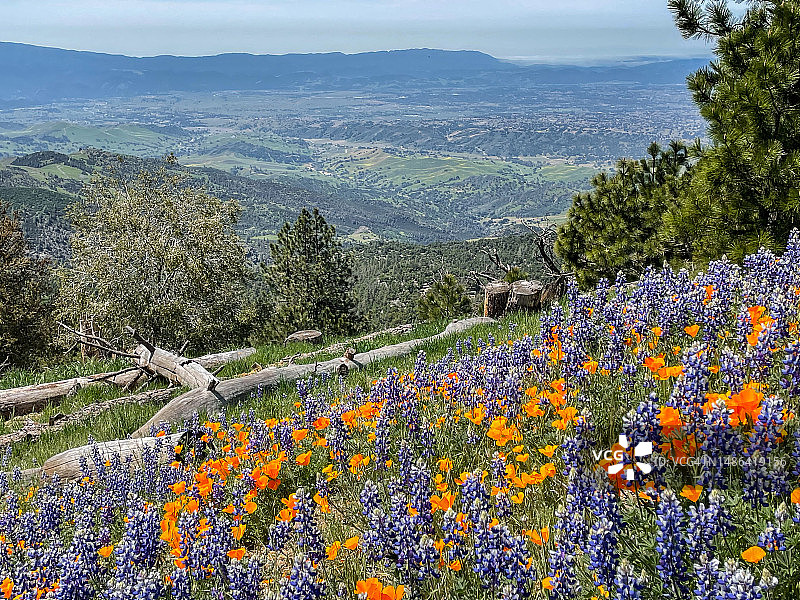 圣伊内斯山谷森林景观野花草甸图片素材