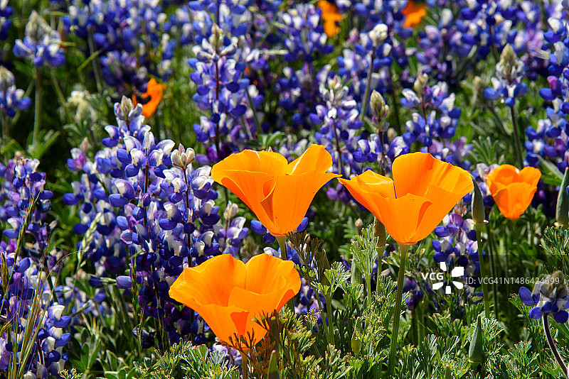 海岸边的羽扇豆图片素材