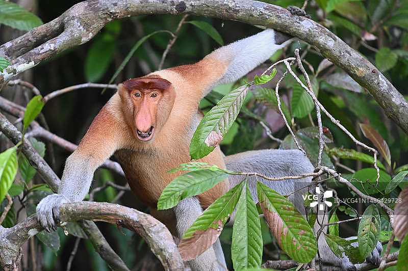 雄性长鼻猴的嚎叫图片素材