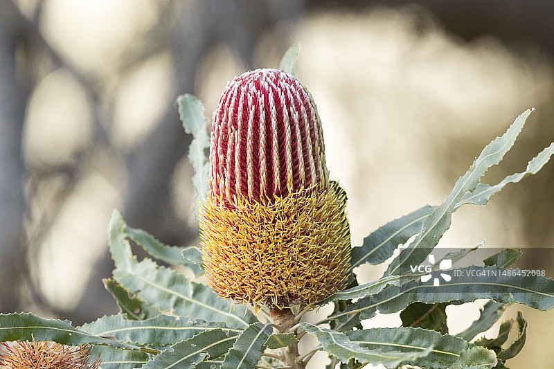 班克西亞花 - 阶段2图片素材
