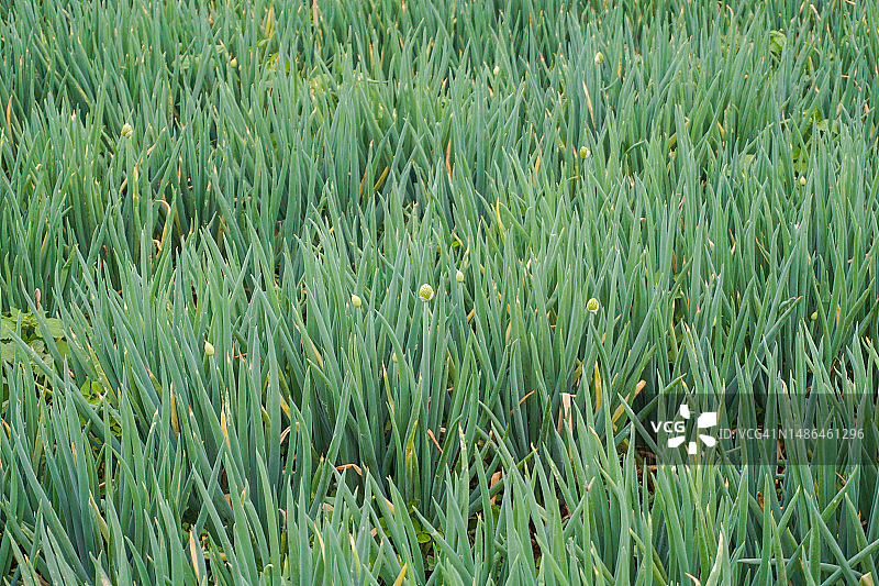 万隆县的新鲜葱园图片素材