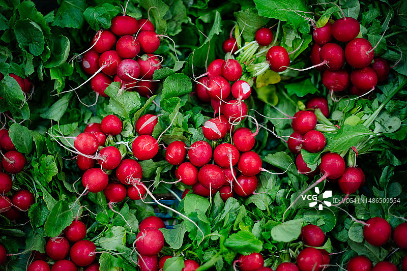 成捆红色小萝卜，带绿叶图片素材