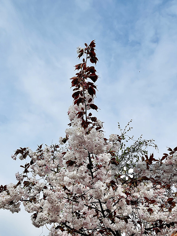 特写：日本樱花树（Prunus Serrulata）图片素材