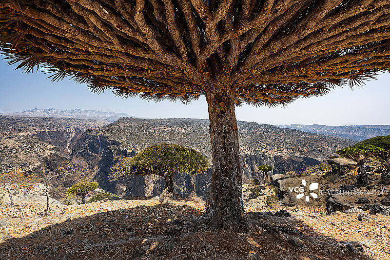 也门索科特拉岛上的龙血树图片素材