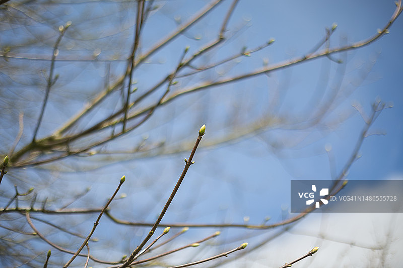 天空背景下的新梧桐芽图片素材