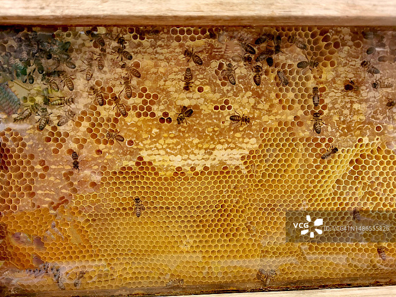 蜜蜂与蜂蜜图片素材