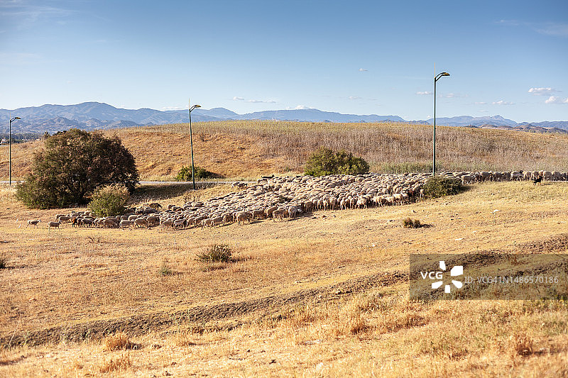 马拉加田野里的羊群图片素材