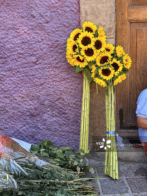 向日葵图片素材