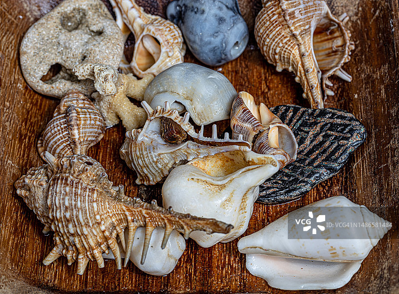 木质背景上的贝壳堆图片素材