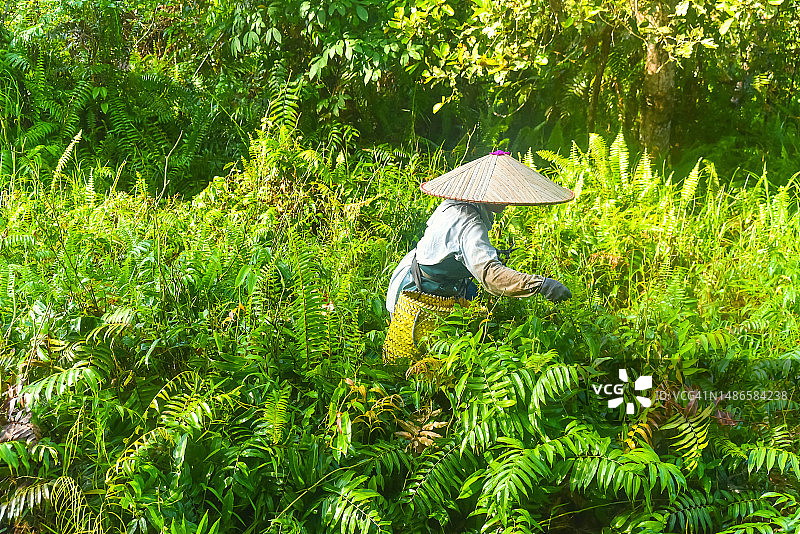 亚洲女性在沙捞越诗巫一个阳光明媚的早晨收获名为Midin的食用蕨类植物图片素材