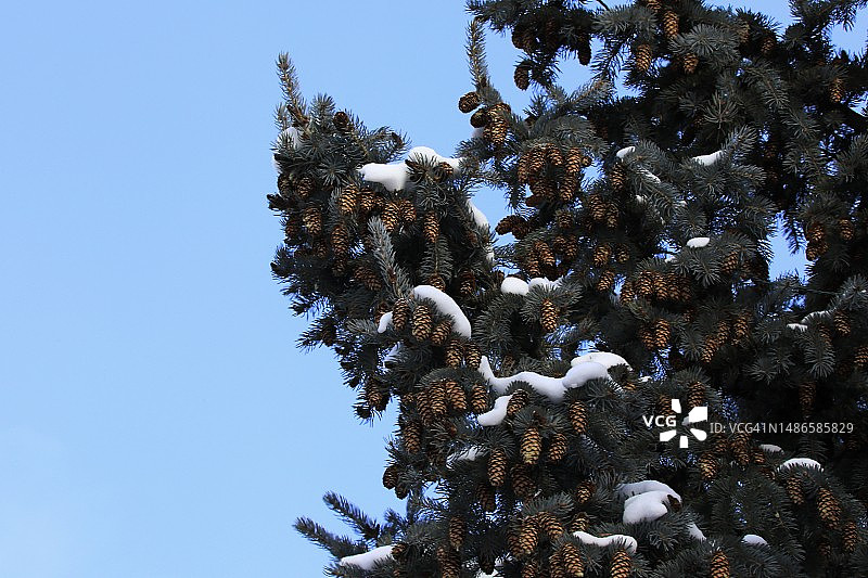 蓝天下松果常绿树图片素材