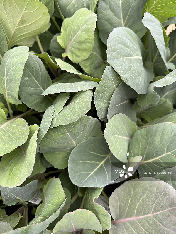 农场里生长的大白菜图片素材