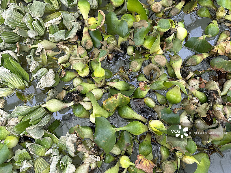 池塘里的凤眼蓝图片素材