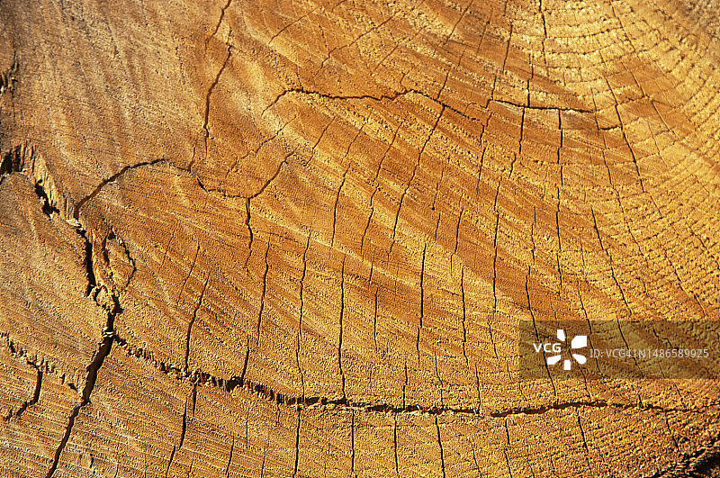 天然木质图片素材