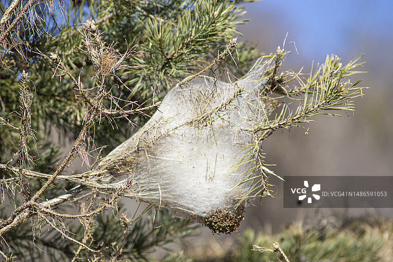 松毛虫巢穴图片素材