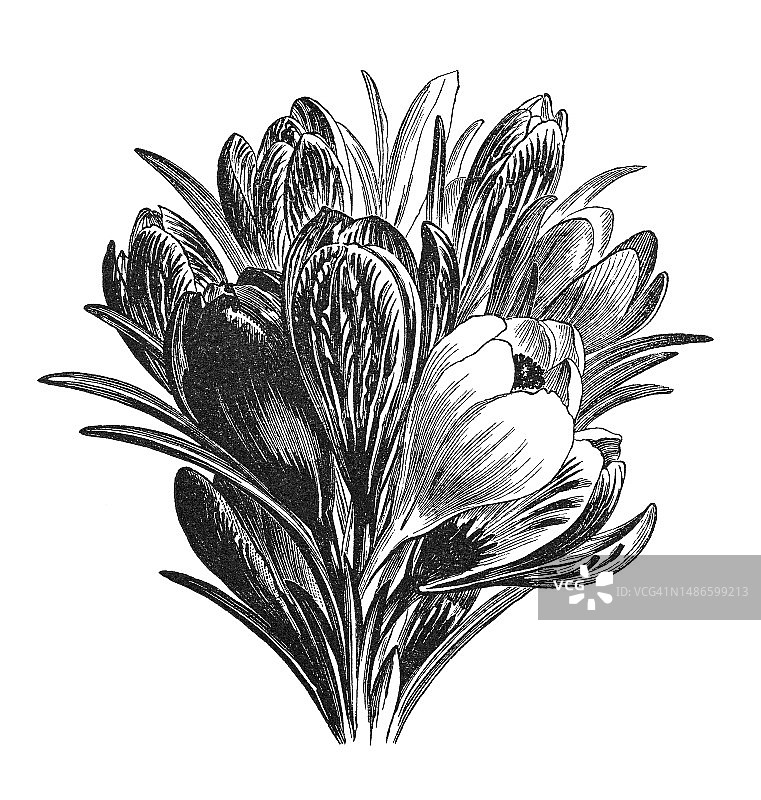 藏红花植物雕刻插图图片素材