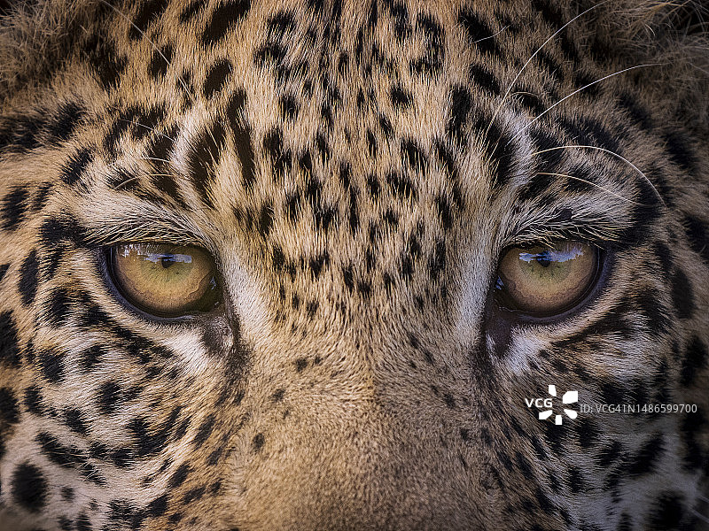 奥卡万戈三角洲的年轻雄性豹（Panthera pardus）特写图片素材