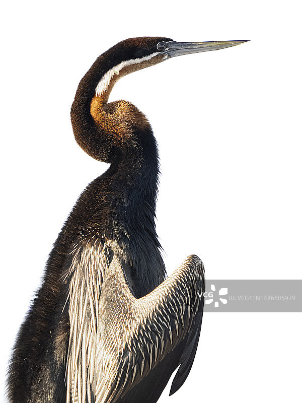 非洲蛇鹈特写图片素材