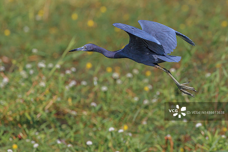 苍鹭飞越湿地图片素材