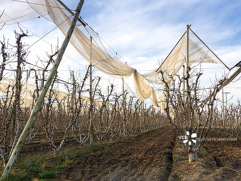 秋天的马尔贝克葡萄园图片素材