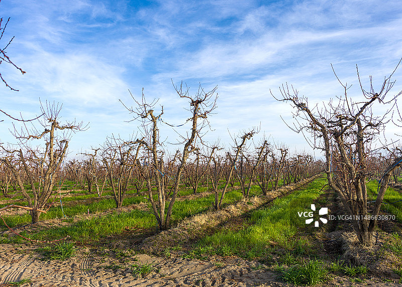 门多萨的干旱葡萄园图片素材