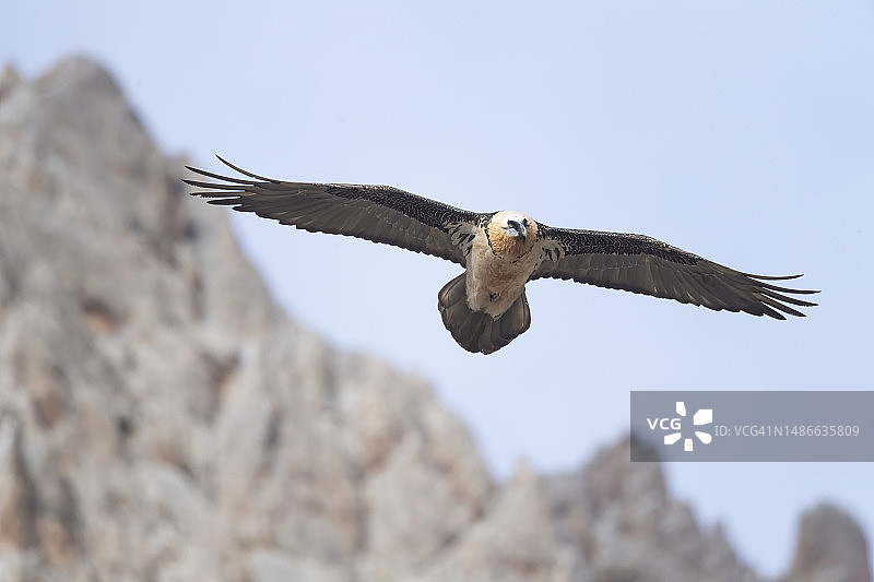 胡兀鹫翱翔于群山之上图片素材